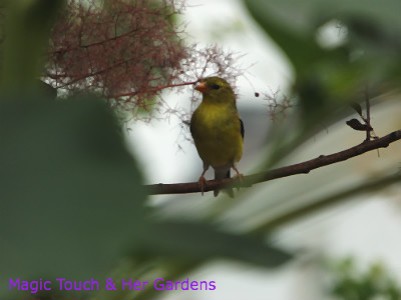 Goldfinch female