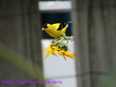 Goldfinch male
