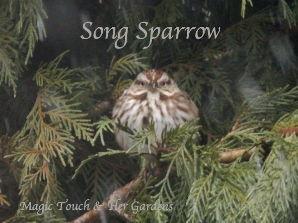 Song Sparrow Magic Touch & Her Gardens