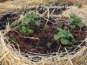 Potato Tower @ The Barefoot Garden 