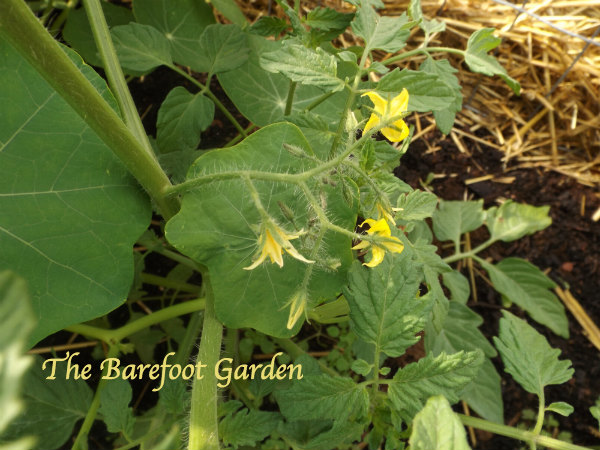 *Update* The Barefoot Garden 
